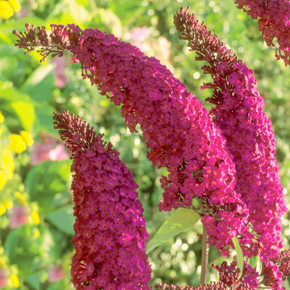 Buddleja davidii 'Royal Red'